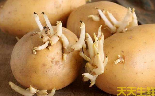 土豆發(fā)芽了還能吃嗎？(圖1)