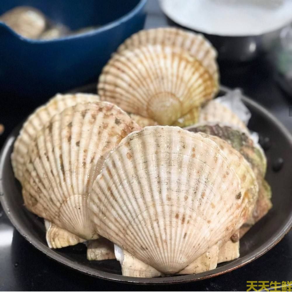 廣州送菜公司分享：常見的海鮮貝類有哪些？(圖5)