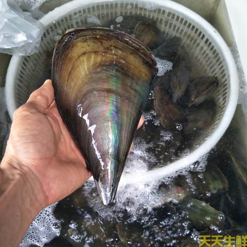 廣州送菜公司分享：常見的海鮮貝類有哪些？(圖8)