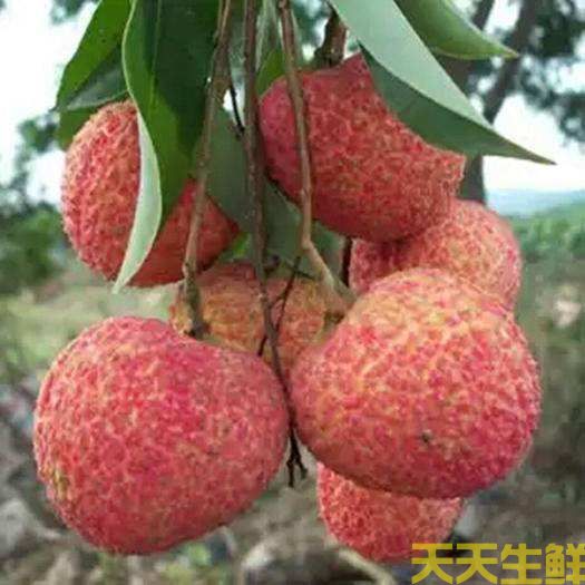 荔枝的品種有哪些？廣州蔬菜配送公司科普(圖5)