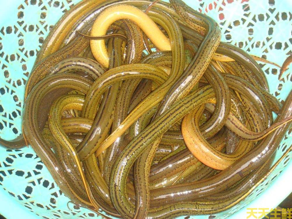 天氣炎熱吃什么好？廣州蔬菜配送公司推薦你8種食材(圖8)