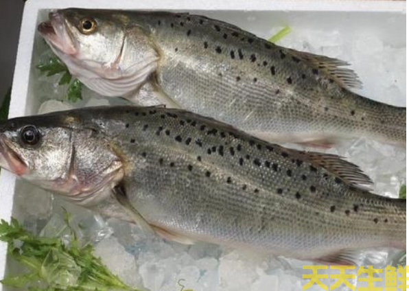廣州蔬菜配送公司分享：河鱸魚和海鱸魚的區(qū)別？(圖2)
